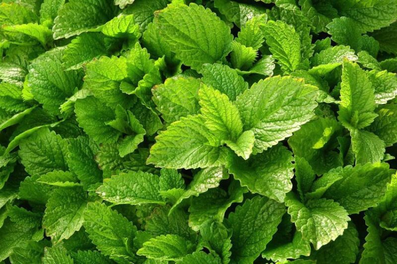 Mosquito-Repelling Plants Review
