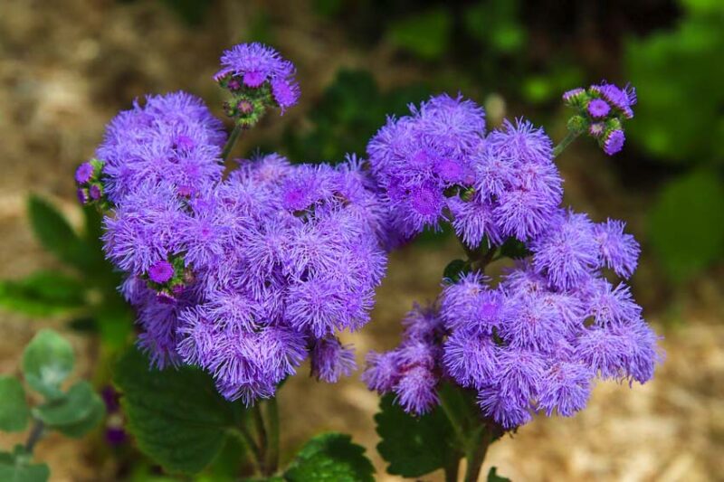 Mosquito-Repelling Plants Review