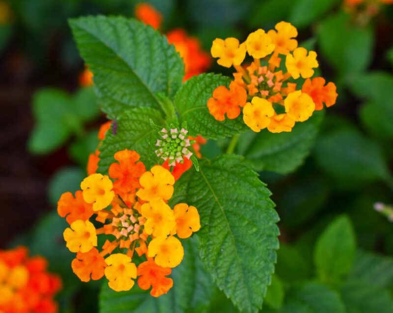 Mosquito-Repelling Plants Review