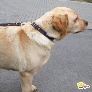 Premium Leather Dog Collar Large Breed Durable Training Walking Hunting Brown