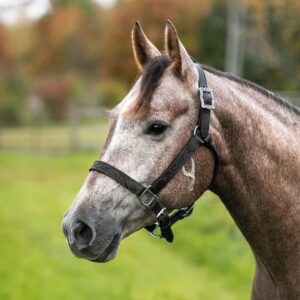 Tooled Leather Horse Halter Full Size Western Ranch Show Ready