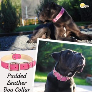 ADITYNA Premium Pink Leather Dog Collar for Large Dogs | Heavy Duty